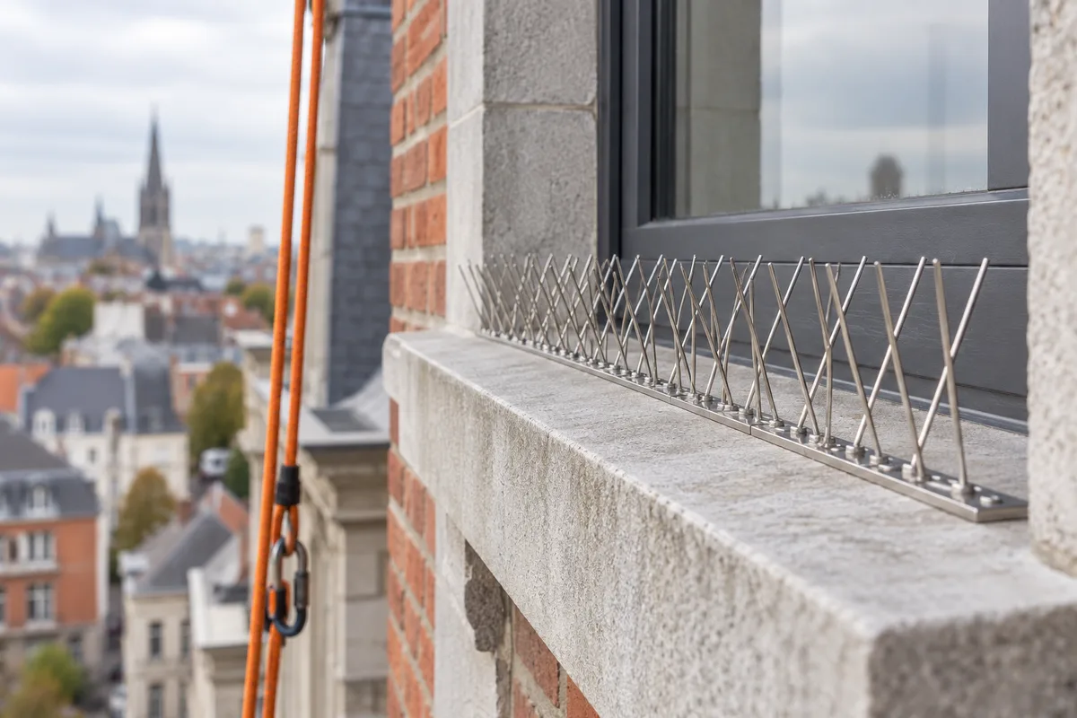 Pointes anti-pigeons en inox posées sur un rebord de fenêtre en pierre